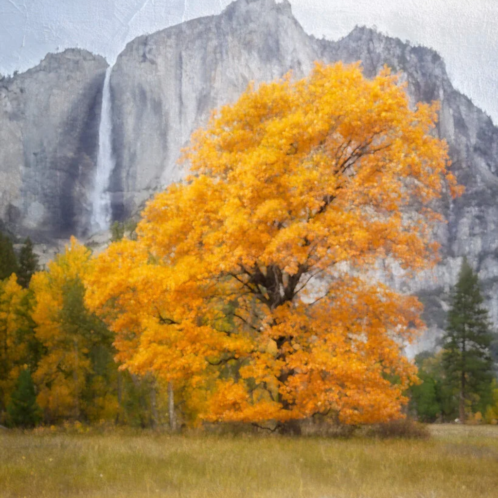 Golden Elm