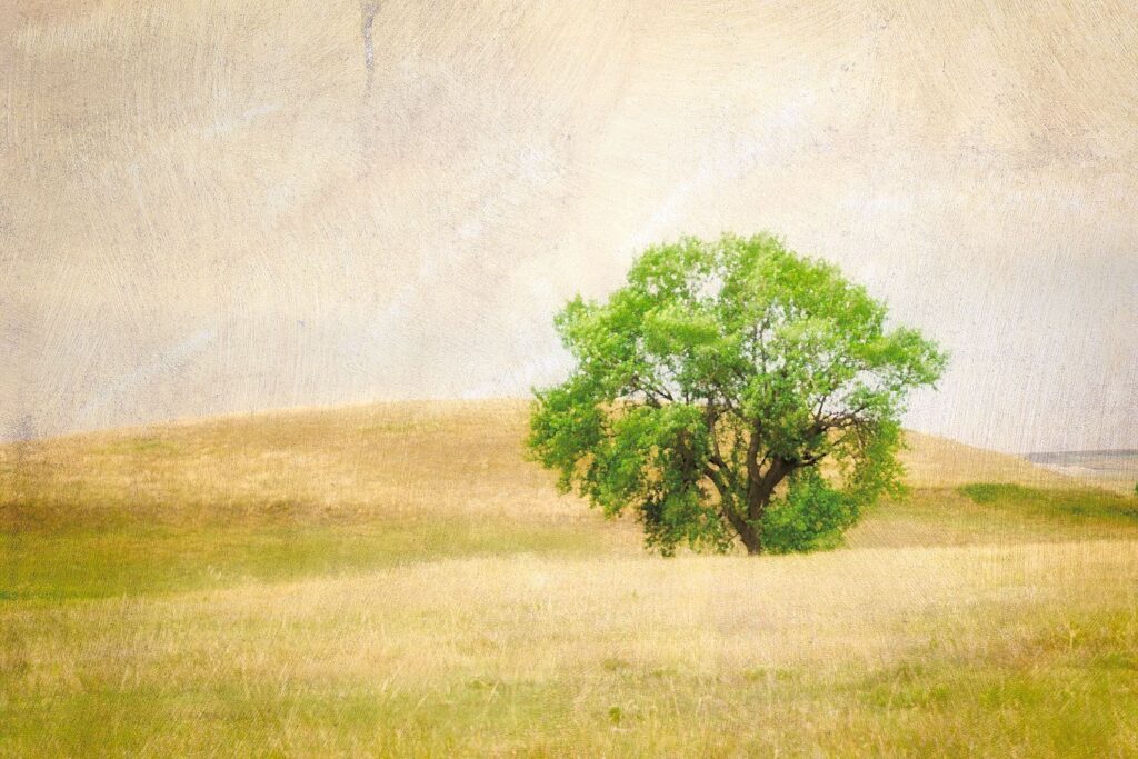 Grasslands Oak