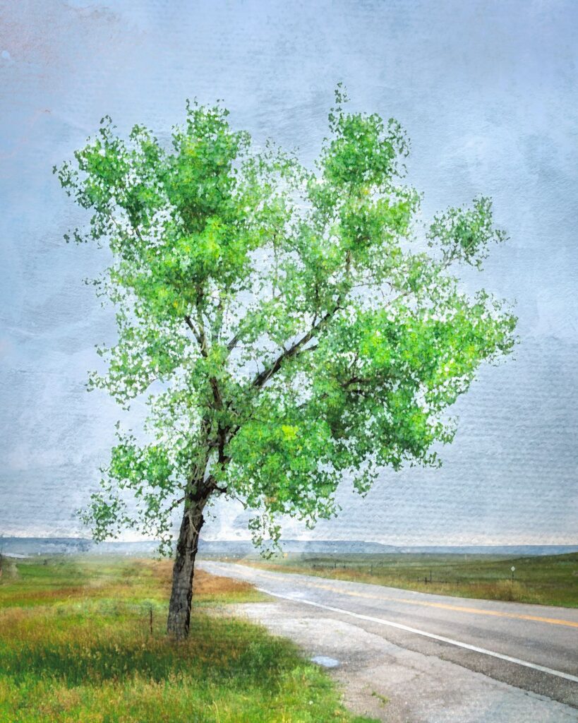 Roadside Cottonwood
