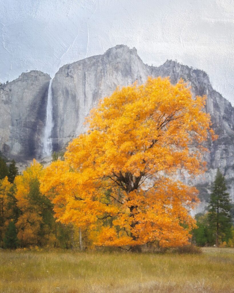 Golden Elm