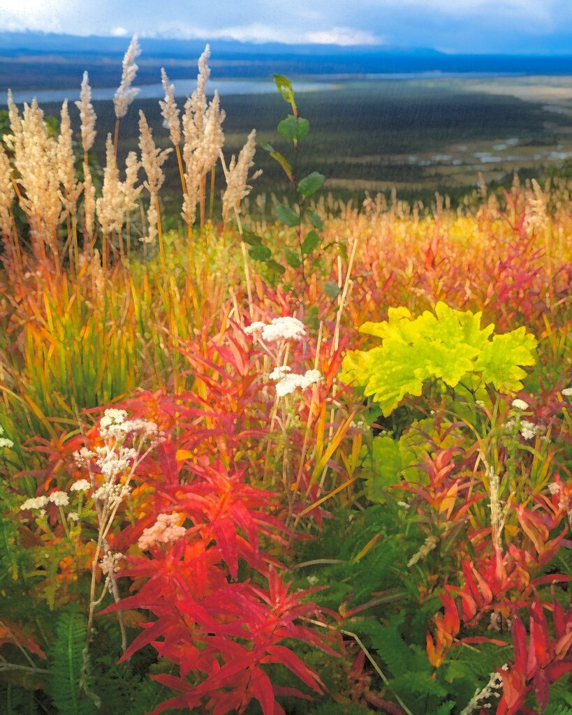 Fall Blooms