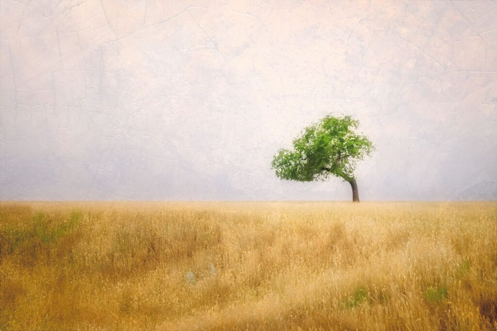 Prairie Oak
