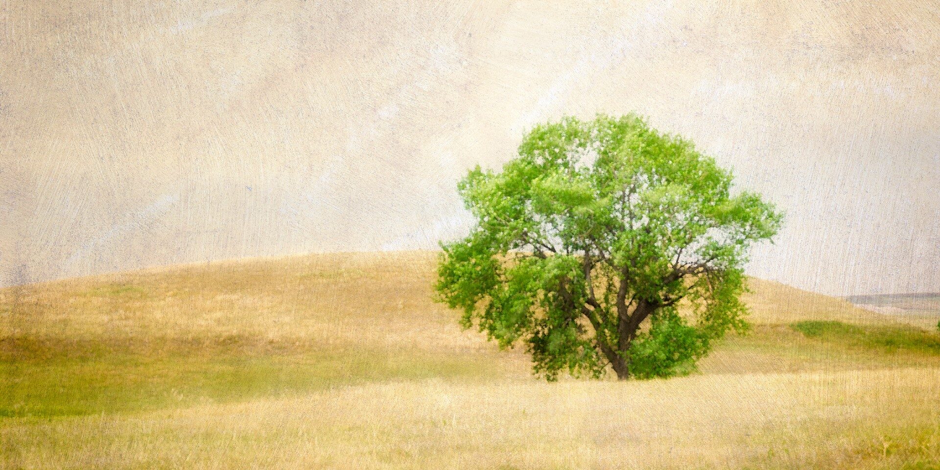 Grasslands Oak