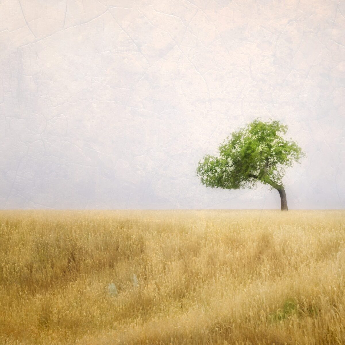 prairie-oak.jpg